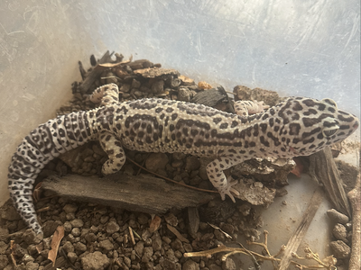Leopard Gecko