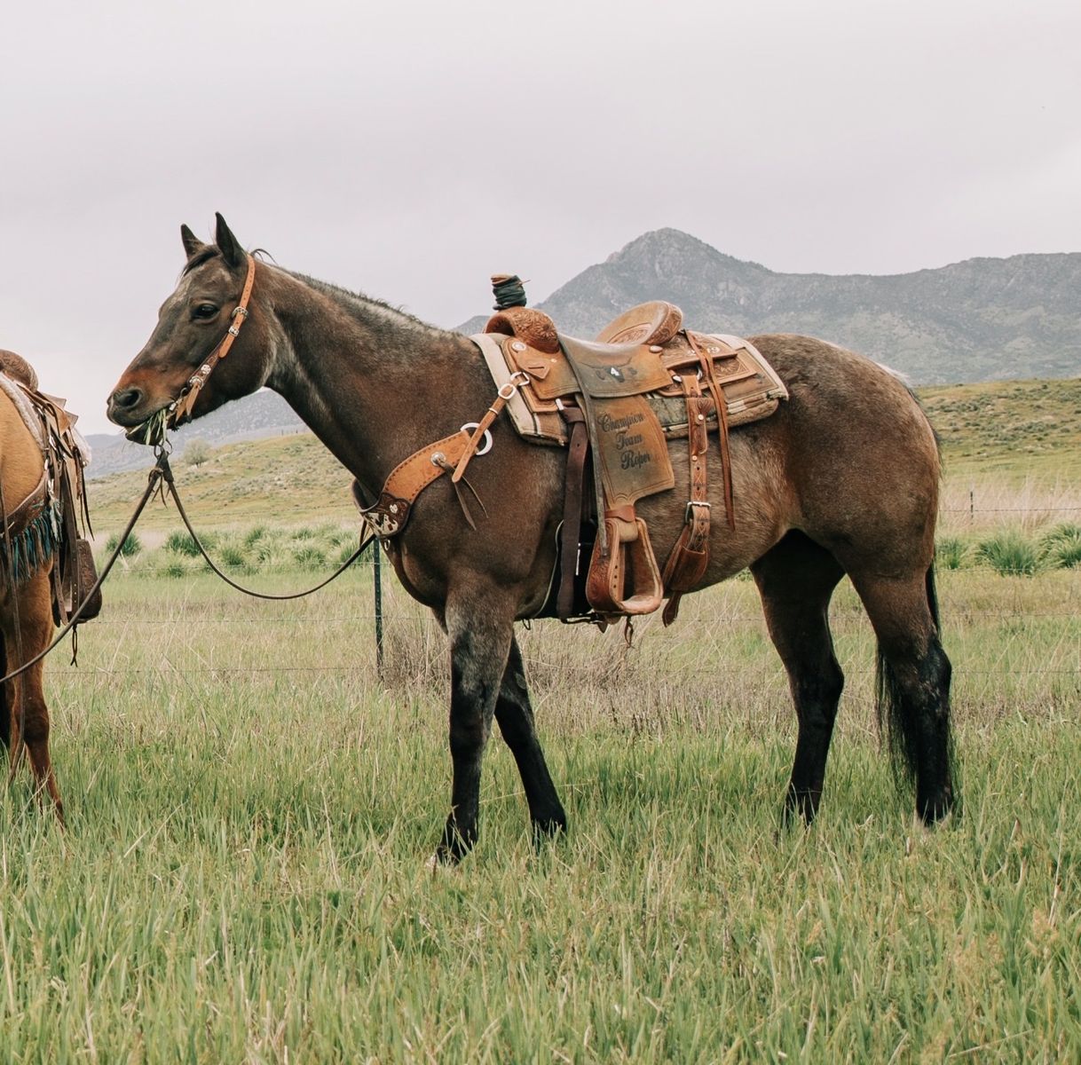 Heel horse