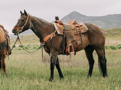 Heel horse