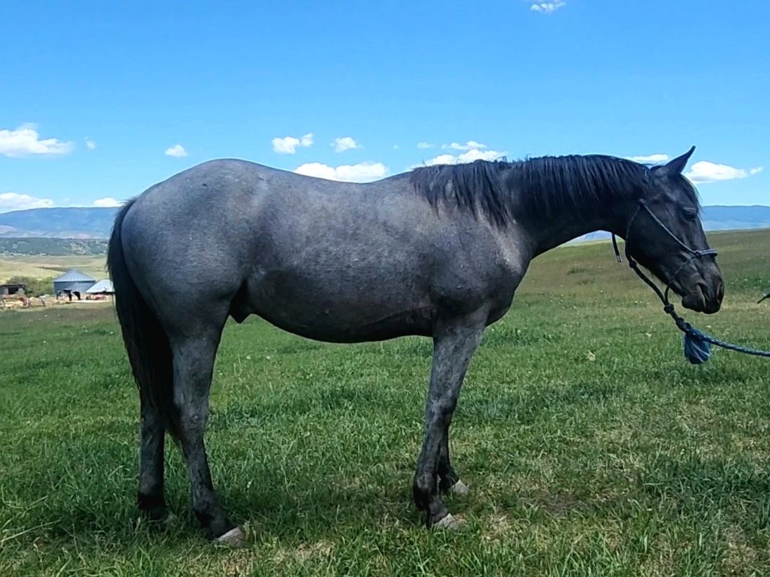 Yearling Blue AQHA Stallion- Magneticat, Shining Spark, Peptoboonsmal