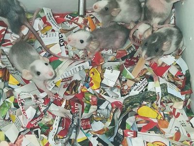 7 pet rats