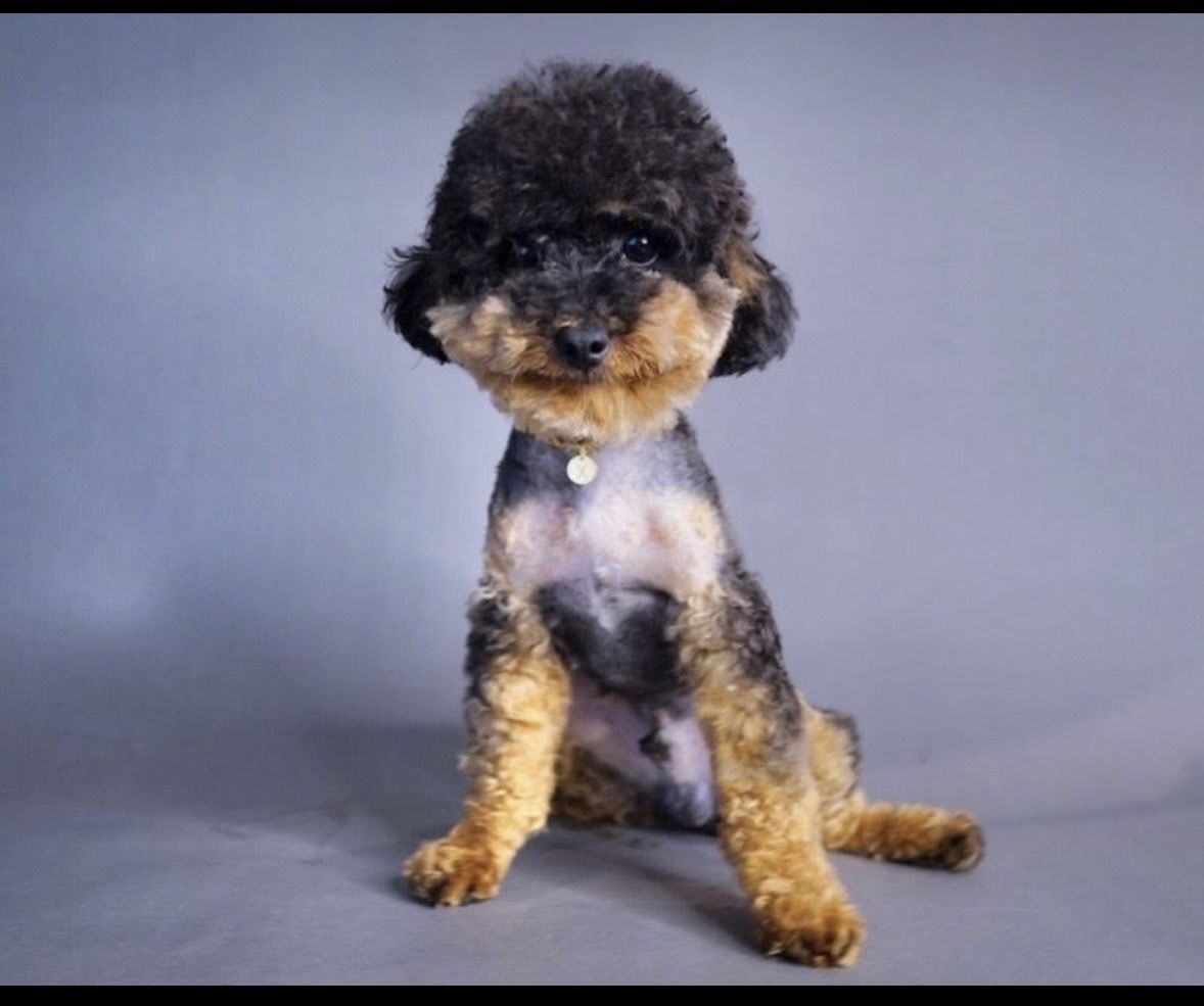 2 year old toy poodle boy looking for his home