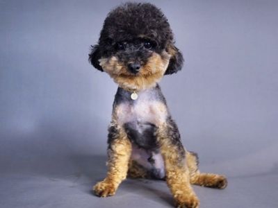 2 year old toy poodle boy looking for his home