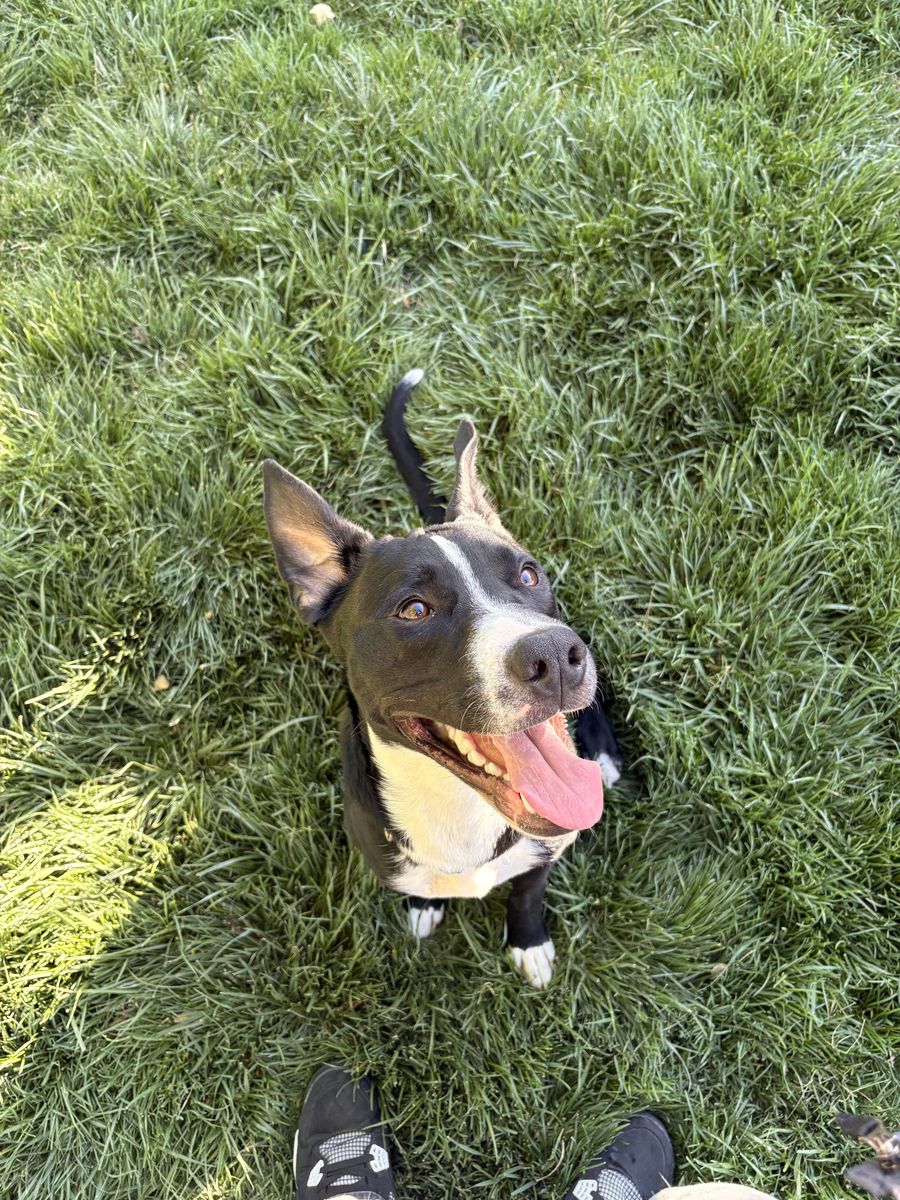 Pitbull Rehoming!