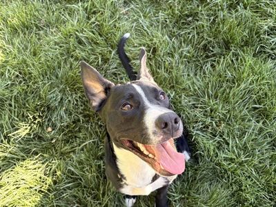Pitbull Rehoming!