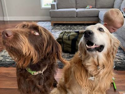 Bonded Doodle Pair – Sweet, Trained, Family Dogs
