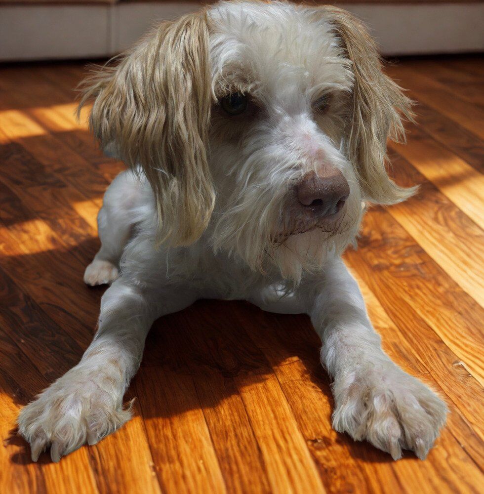 Levi, long legged mini Schnauzer