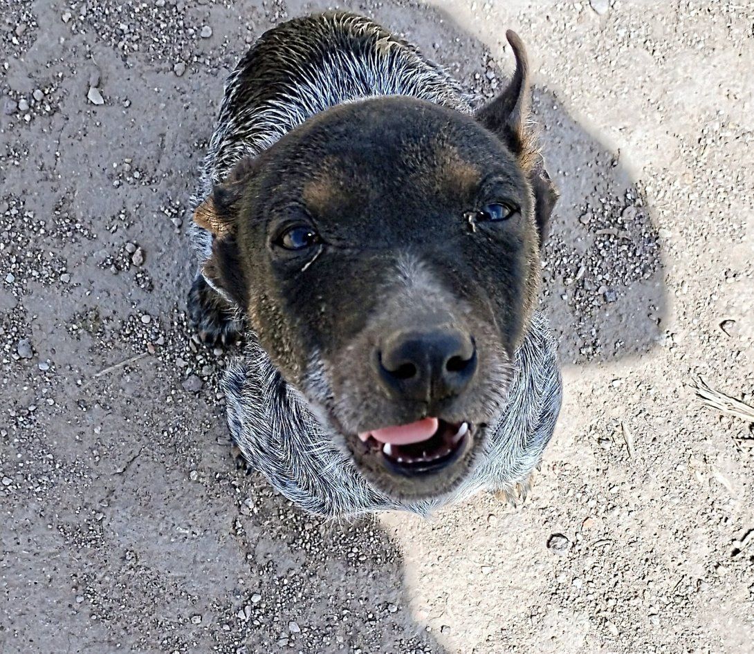 ACD/Blue Heeler Puppies For Sale