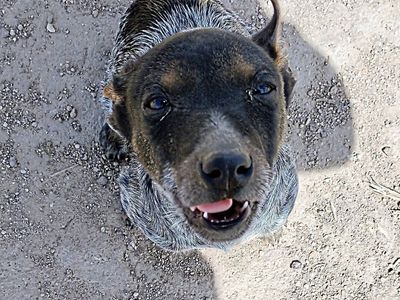 ACD/Blue Heeler Puppies For Sale