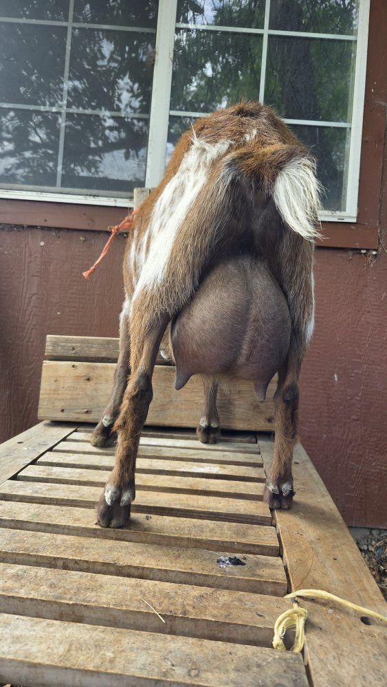 nigerian doe in milk registered