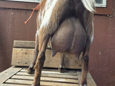 nigerian doe in milk registered