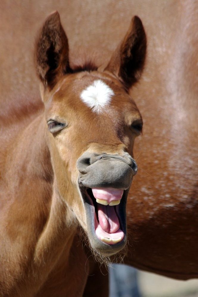 Free Composted Horse Manure