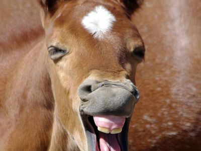 Free Composted Horse Manure