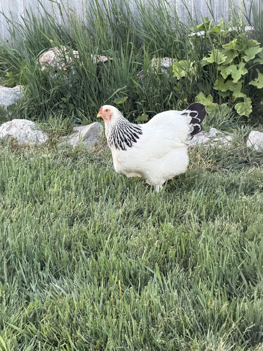Light Brahma Laying Hen