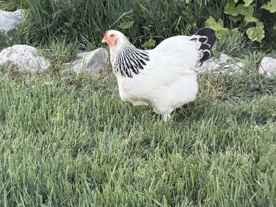 Light Brahma Laying Hen