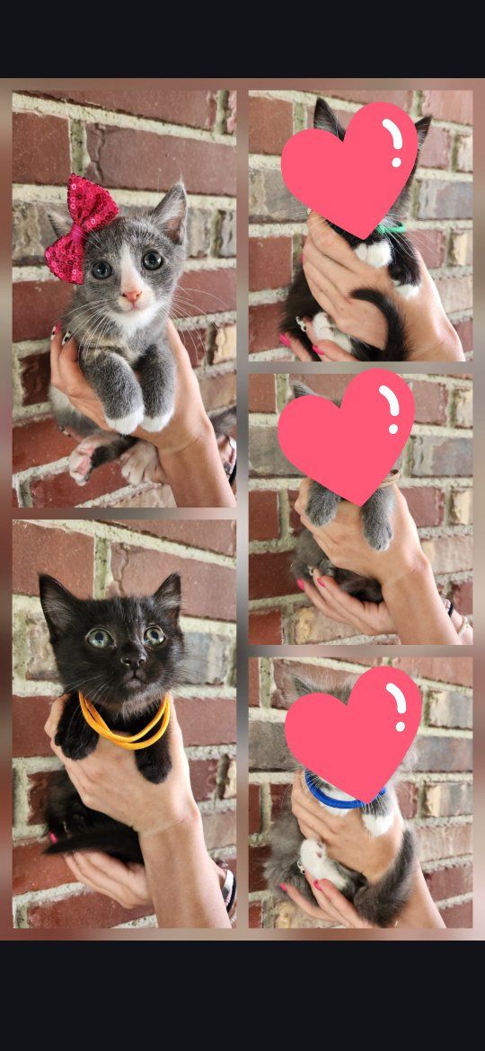 Double the Purrs: Two Litters of Foster Kittens Looking for Forever Homes