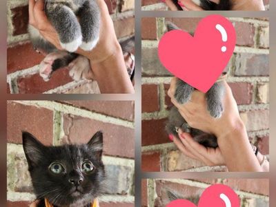 Double the Purrs: Two Litters of Foster Kittens Looking for Forever Homes