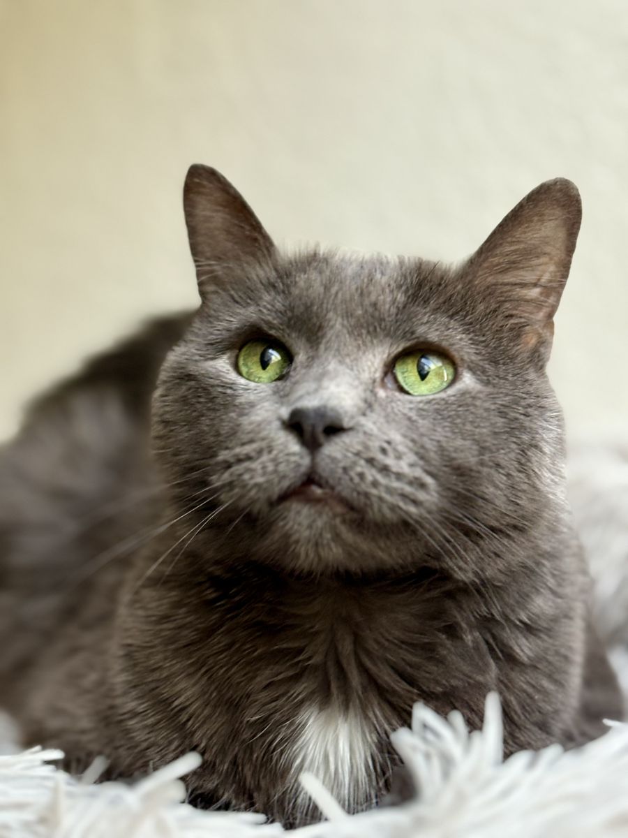 Summer Cat Sitting Needed
