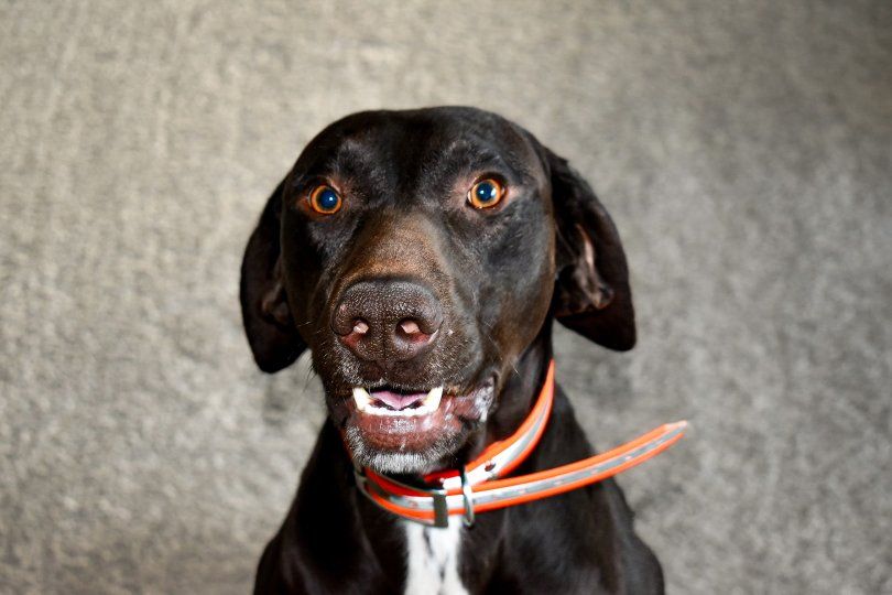 German short hair pointer, free, Beau