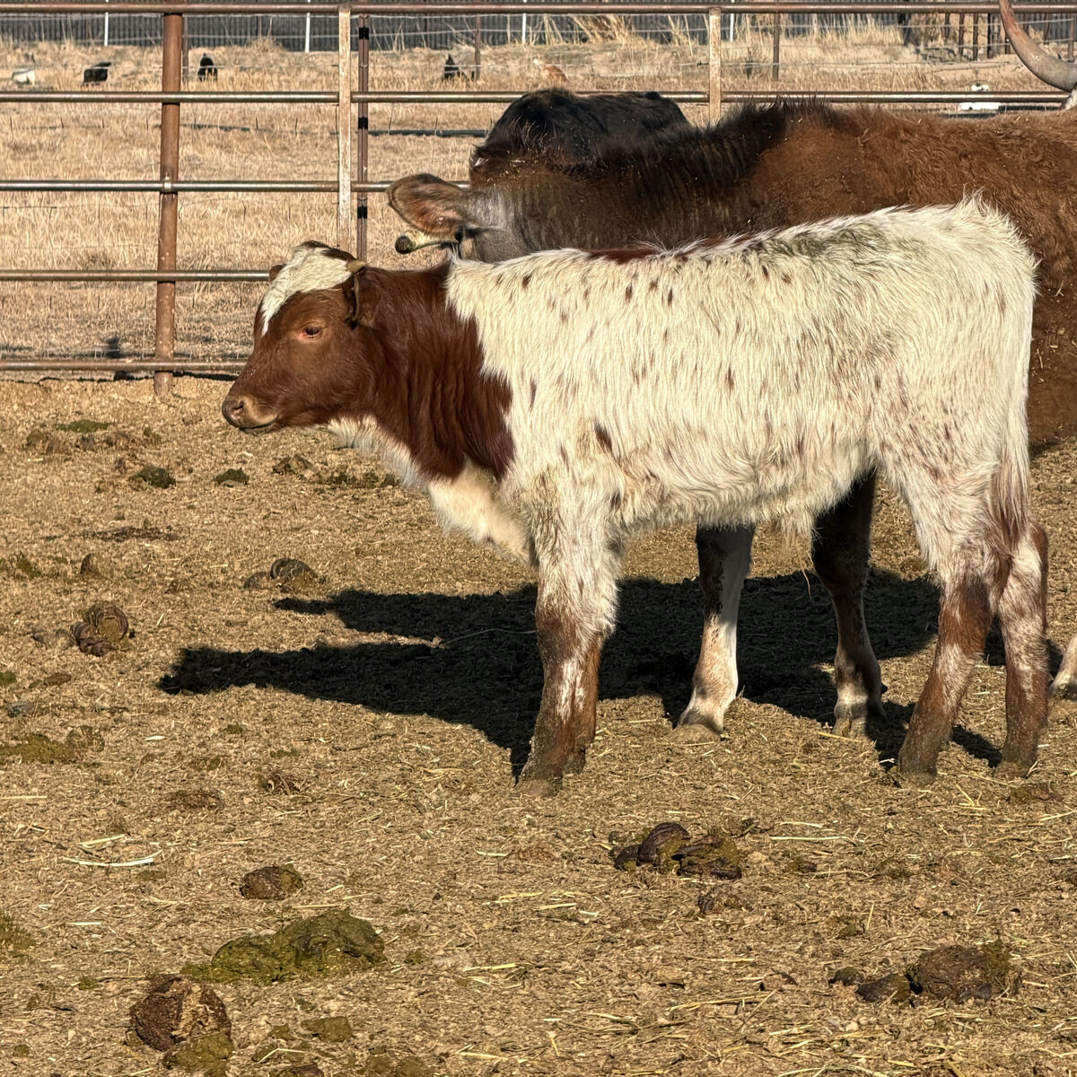 2) Fresh Rope Steers