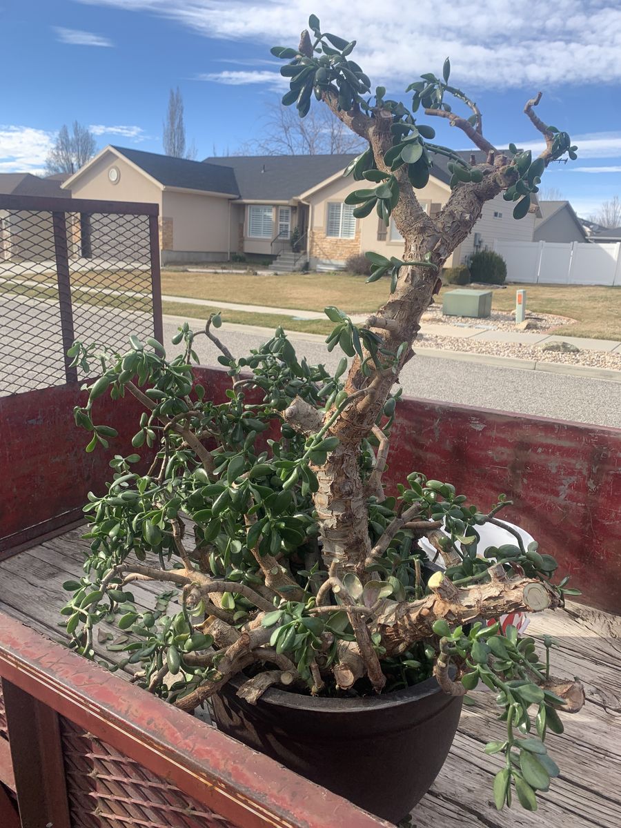 Massive Jade Plant