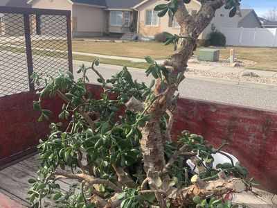 Massive Jade Plant