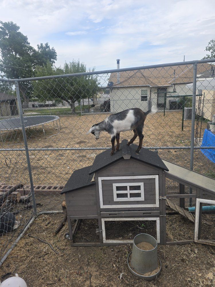 Friendly Young Goat - Black and White Farm Animal