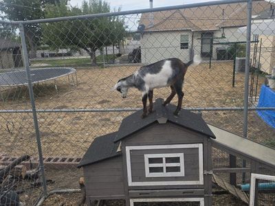 Friendly Young Goat - Black and White Farm Animal