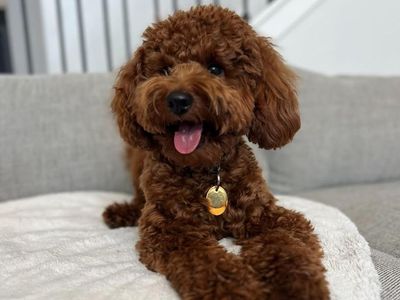Poe - 15lb. -/- Multigen Toy Goldendoodle Stud