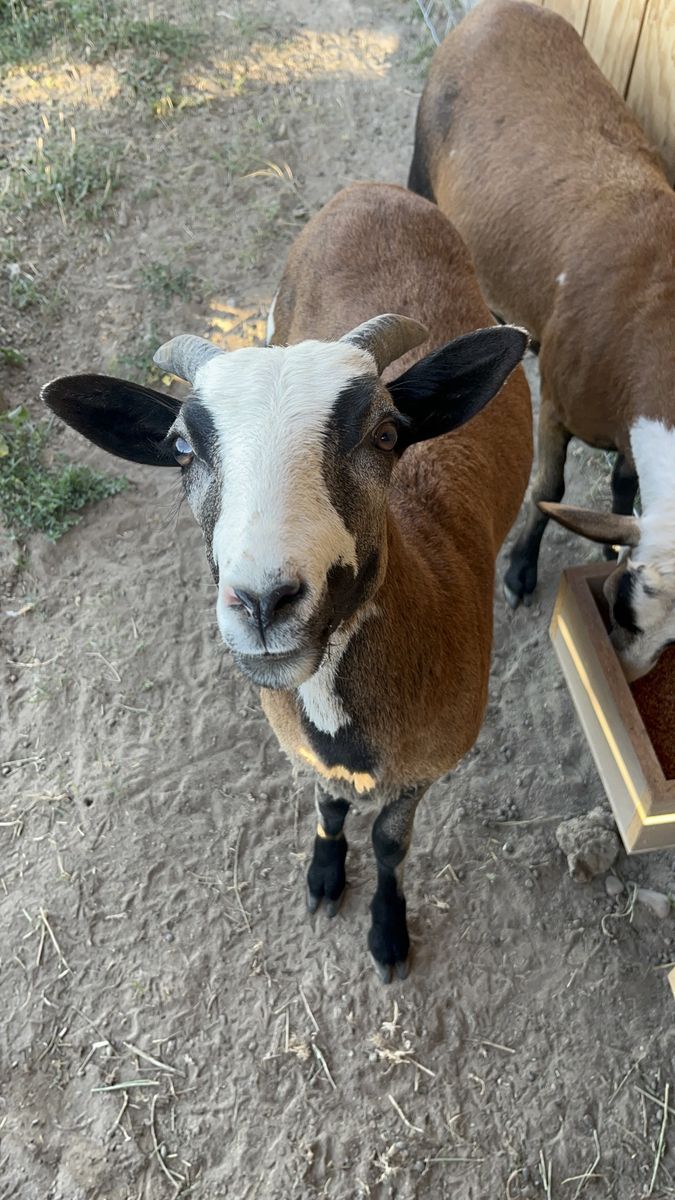 Painted Desert Wether (hair sheep)