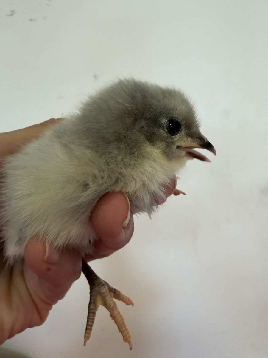 Lavender Orpington pullets