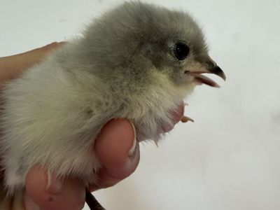 Lavender Orpington pullets