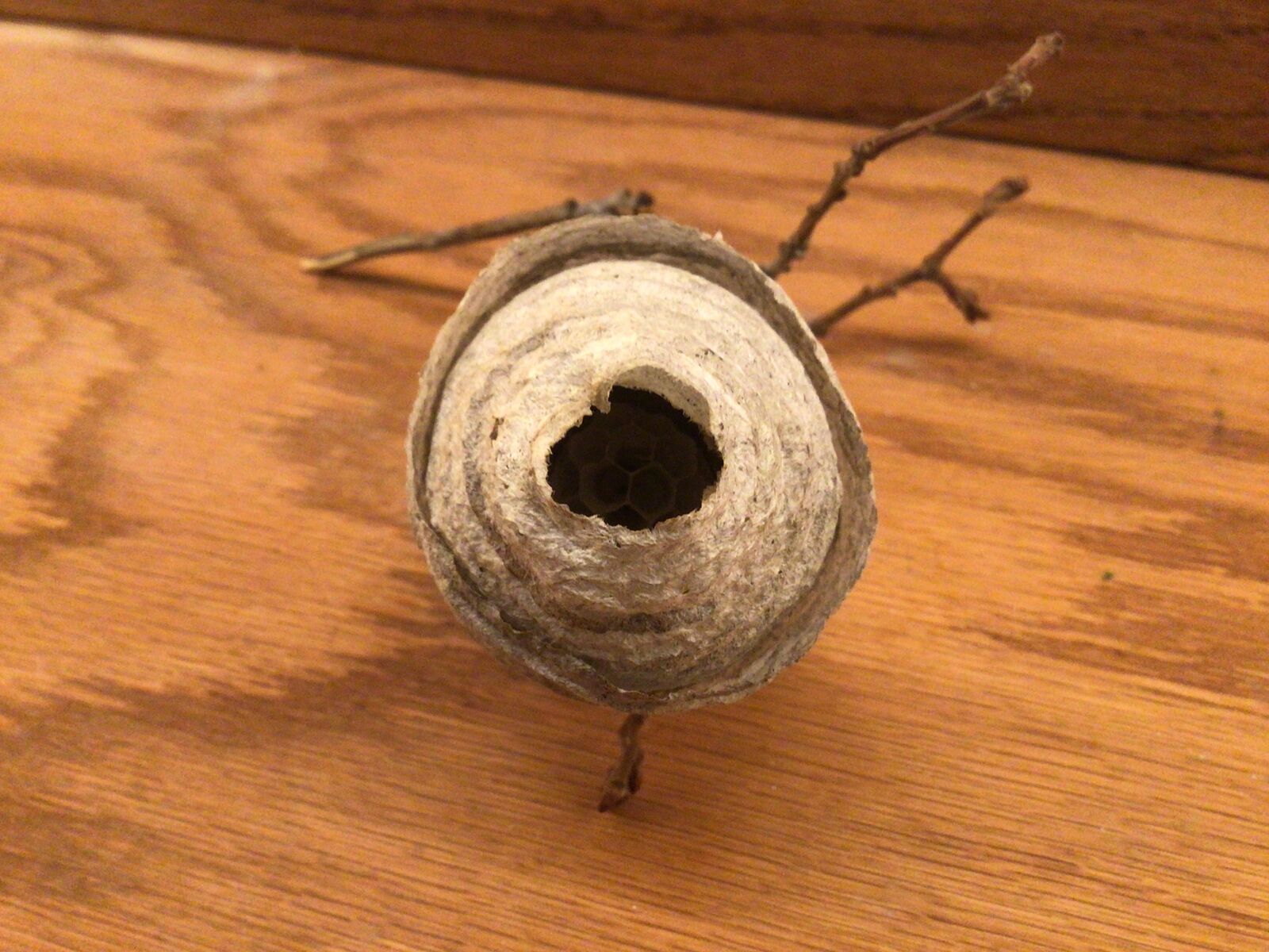 Hornet Nest Specimen