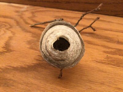 Hornet Nest Specimen