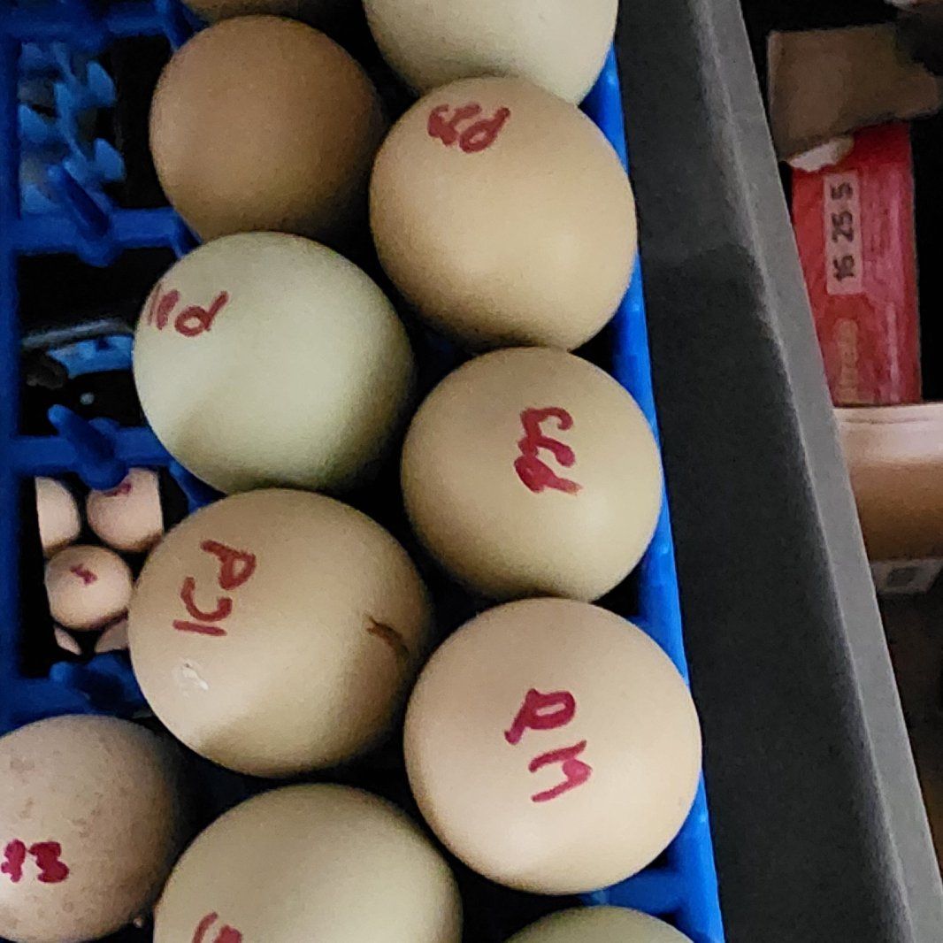 Pheasant Ringneck Eggs