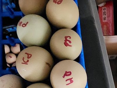 Pheasant Ringneck Eggs