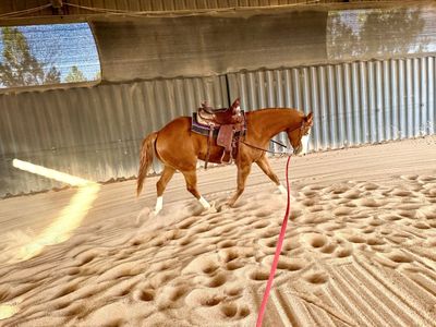 Koolio - APHA/AQHA Double Registered 3-Year-Old Gelding - Exceptional Mind & Conformation