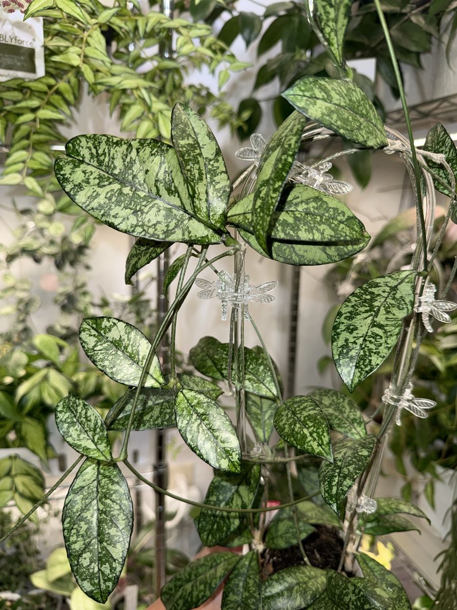 Hoya crassipetiolata (splash) - Plant