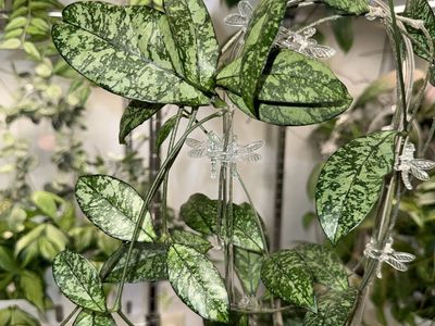 Hoya crassipetiolata (splash) - Plant