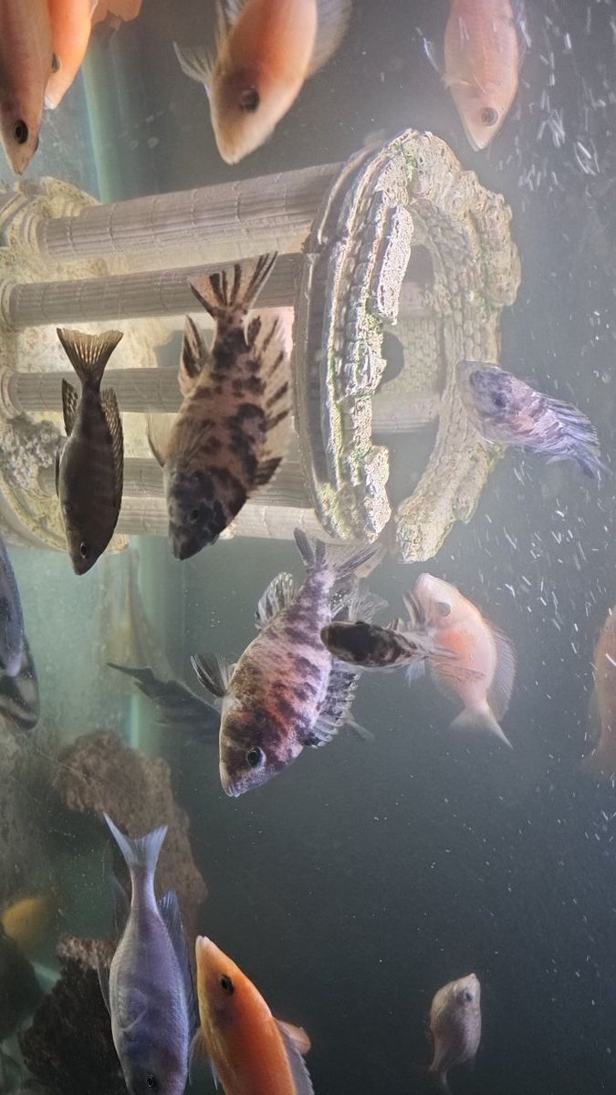 Peacock Cichlids