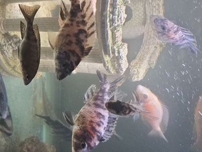 Peacock Cichlids