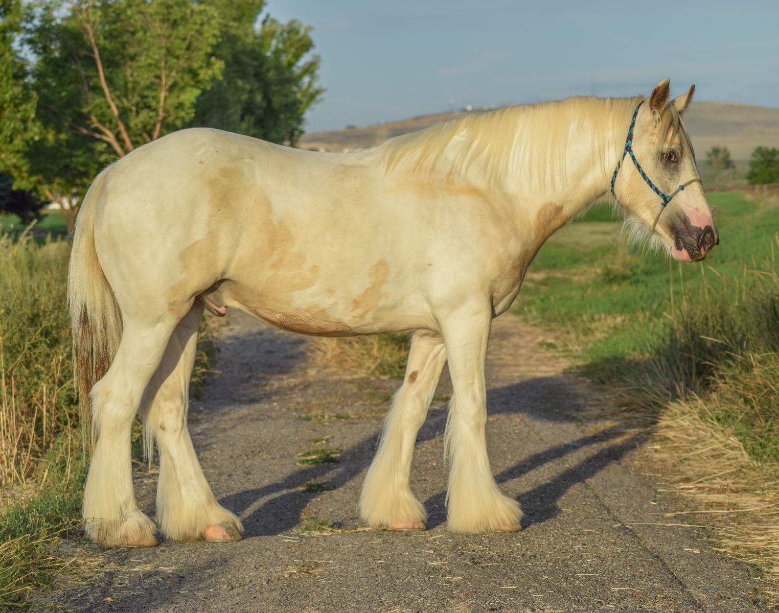2023 and 2021 Gypsy Vanner Geldings