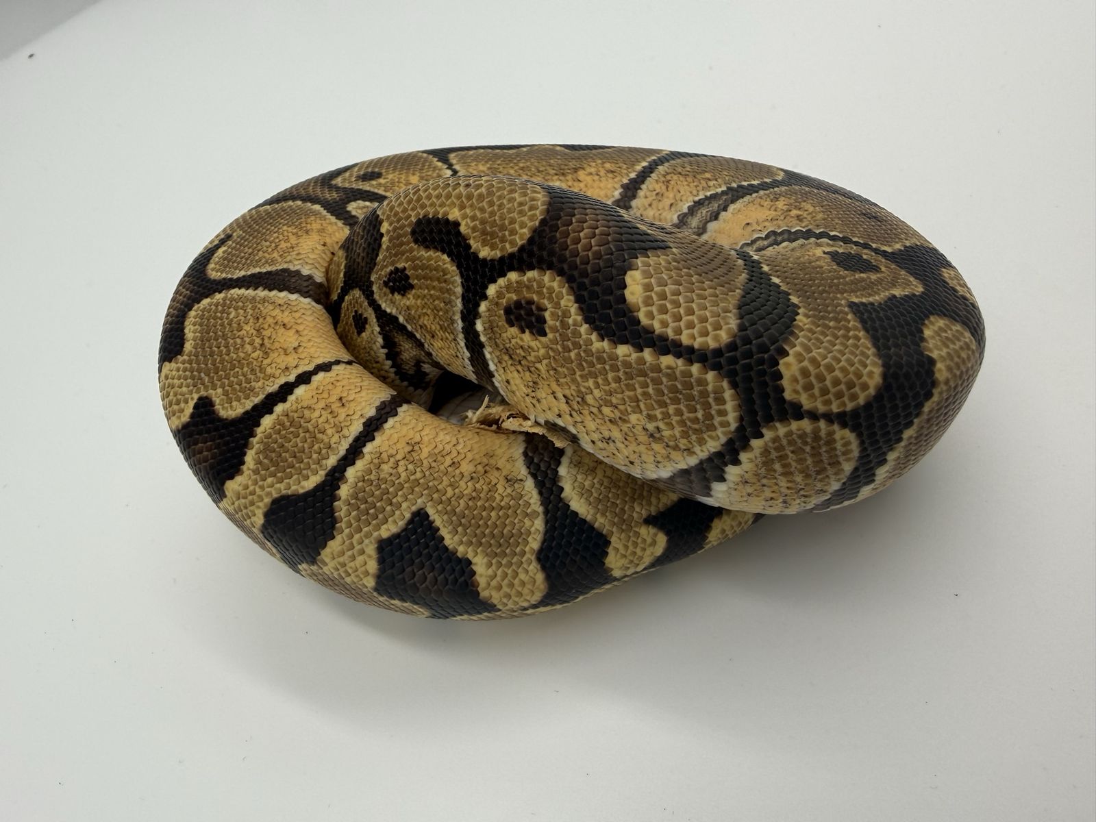 Main image 3