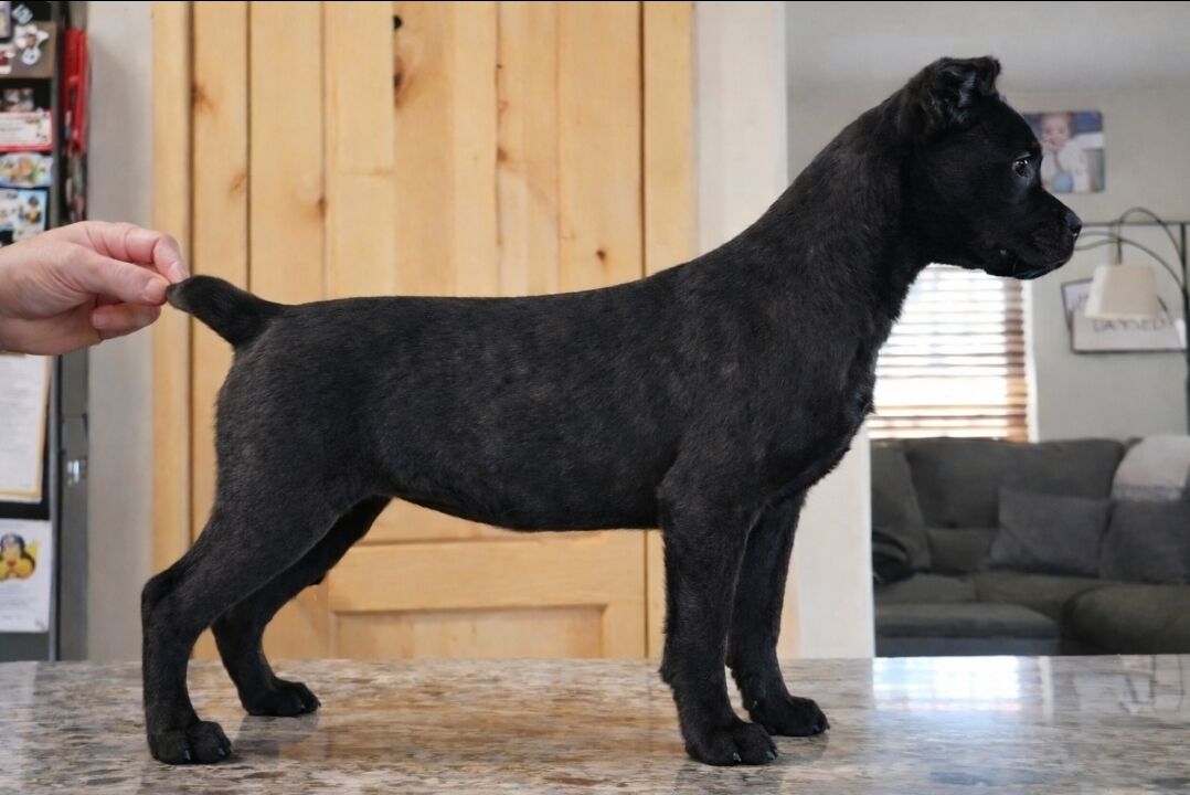Cane corso puppies