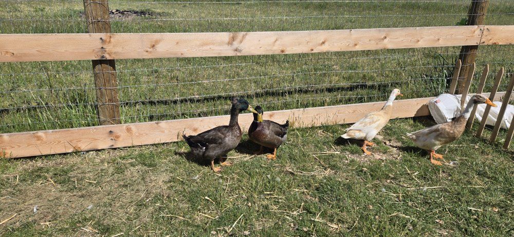 Rouen Ducks