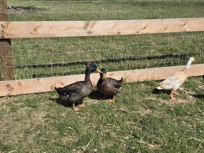 Rouen Ducks