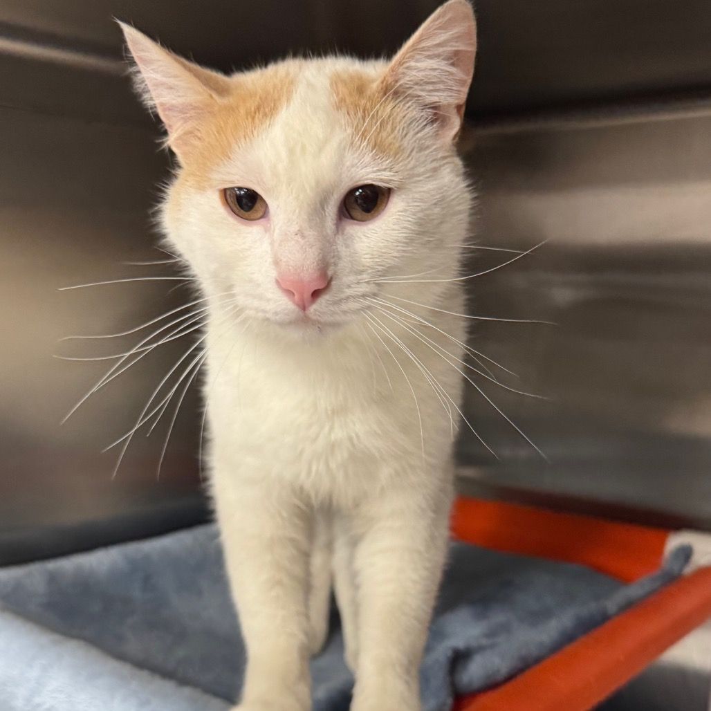 Hello my name is Morpheus