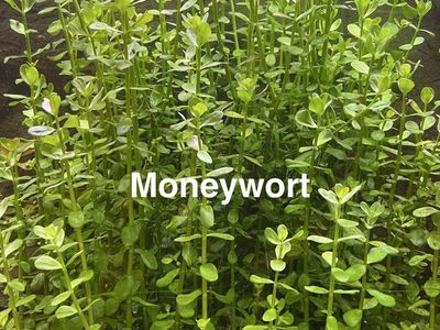 Easy aquarium plant - Moneywort or Bacopa Monnieri