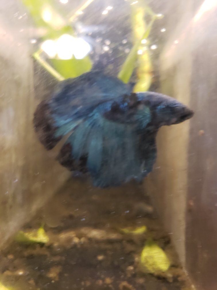 import halfmoon Betta.