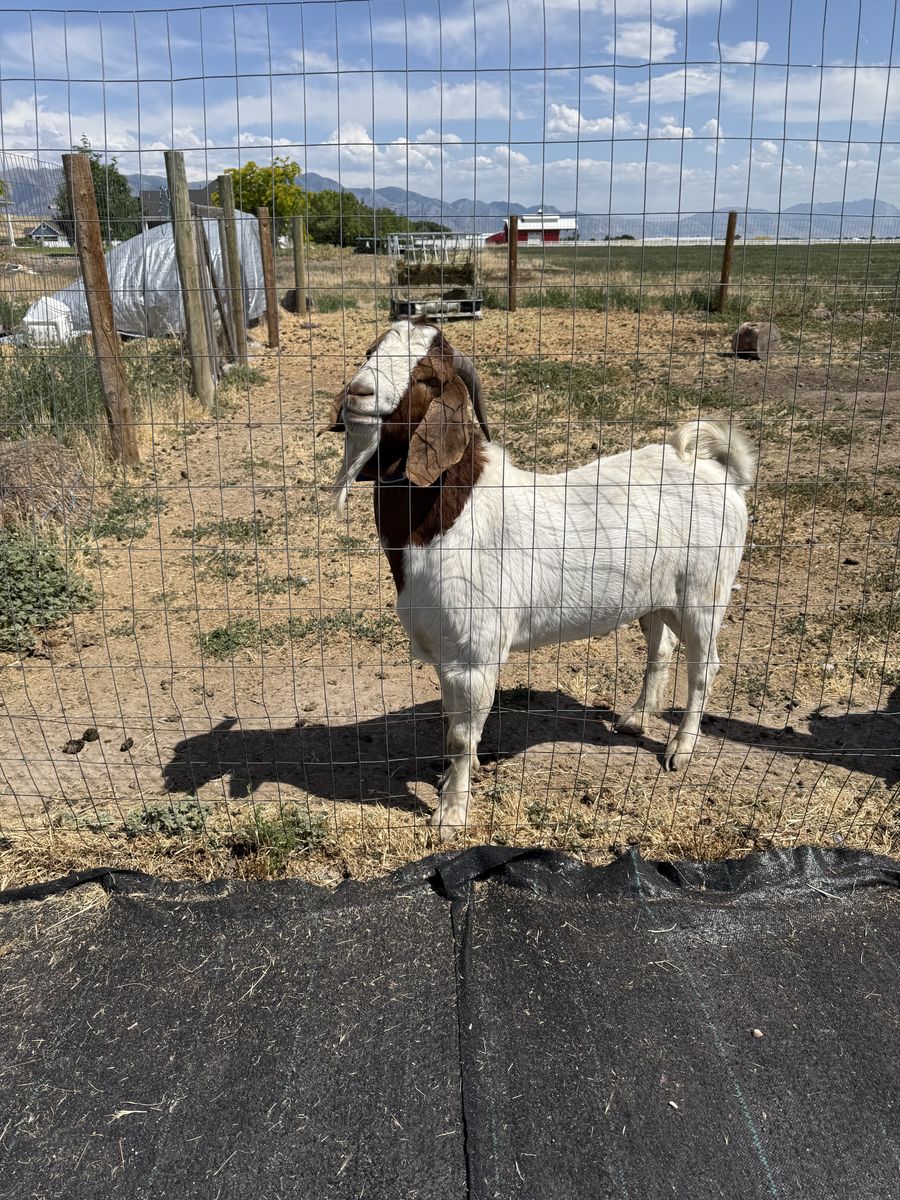 Bore buck and female goat